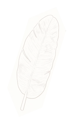 daun